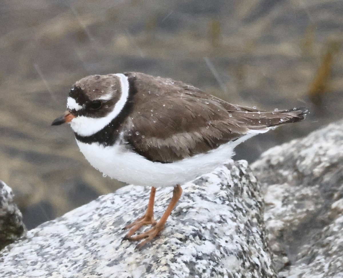 Semipalmated Plover - ML601686671