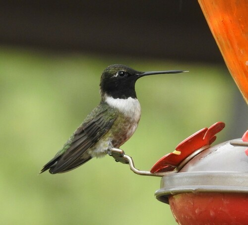 Black-chinned Hummingbird - ML601687021