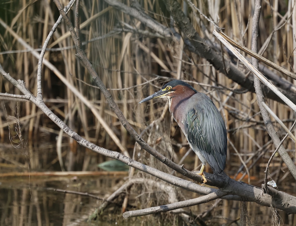 Green Heron - Phil Mozel