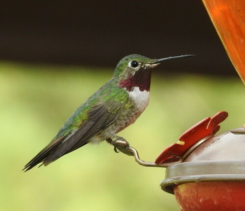 Colibri à queue large - ML601687251