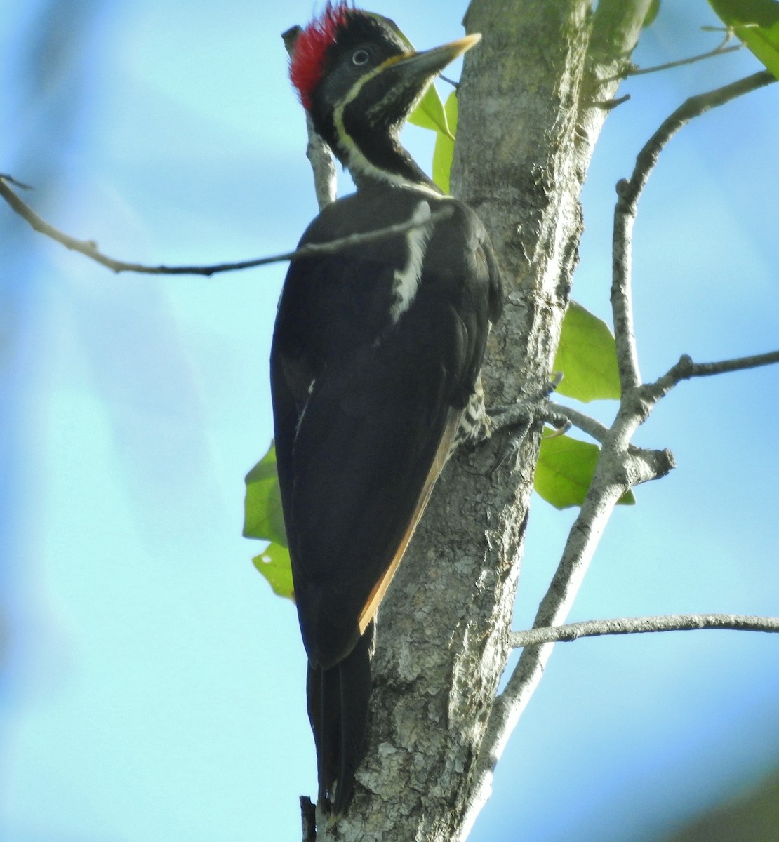 Lineated Woodpecker - ML601687261