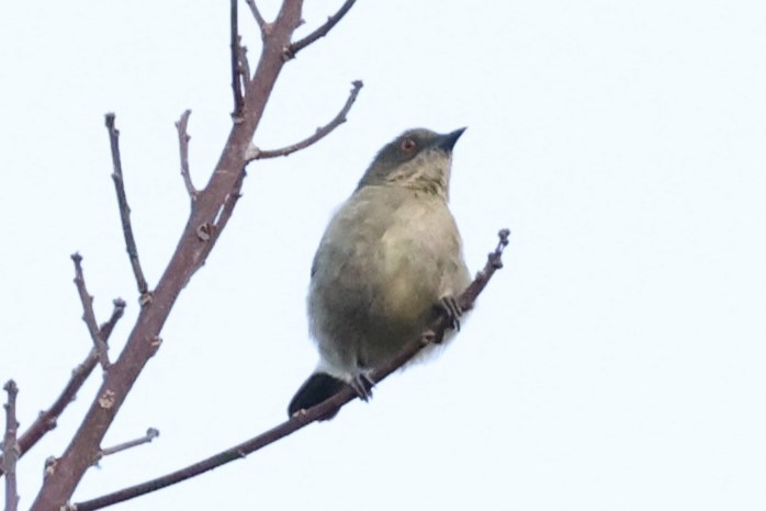 Yellow-bellied Dacnis - ML601687681