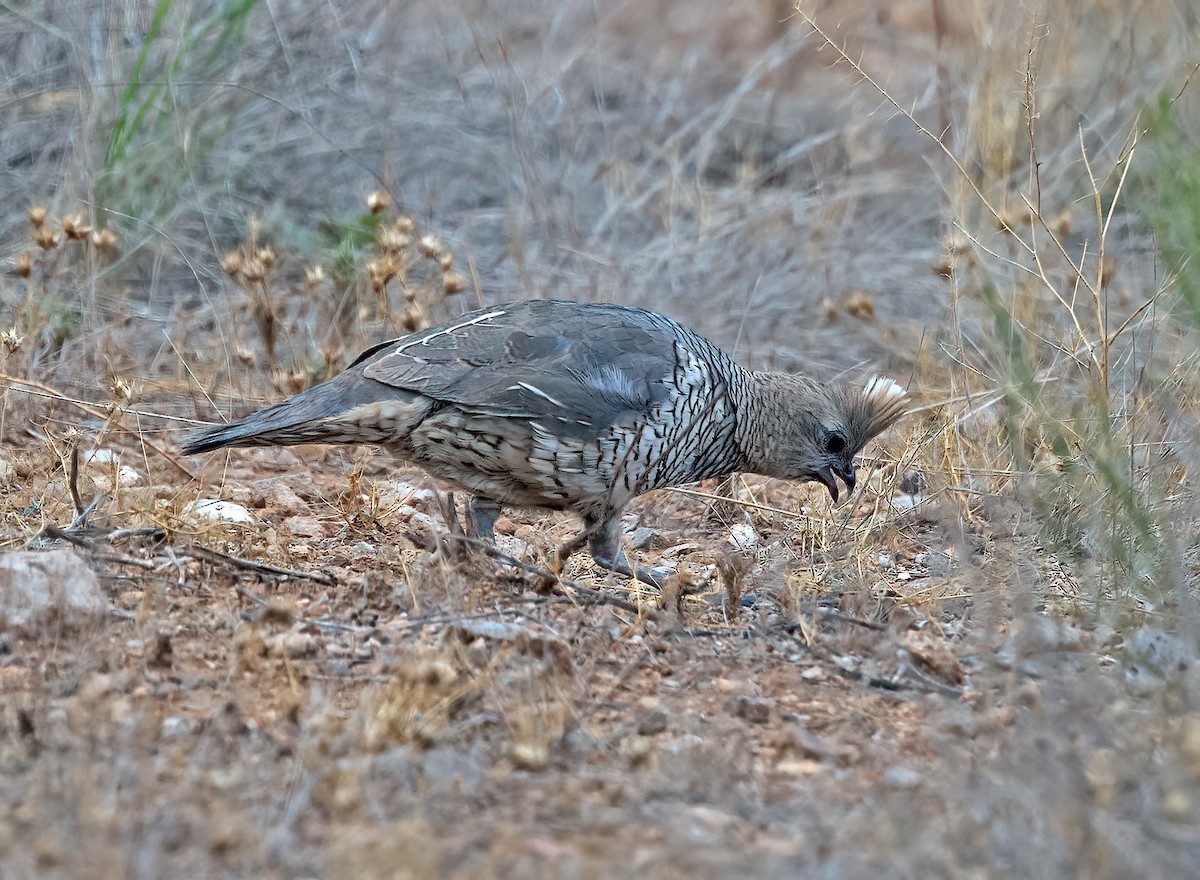 Scaled Quail - ML601688151