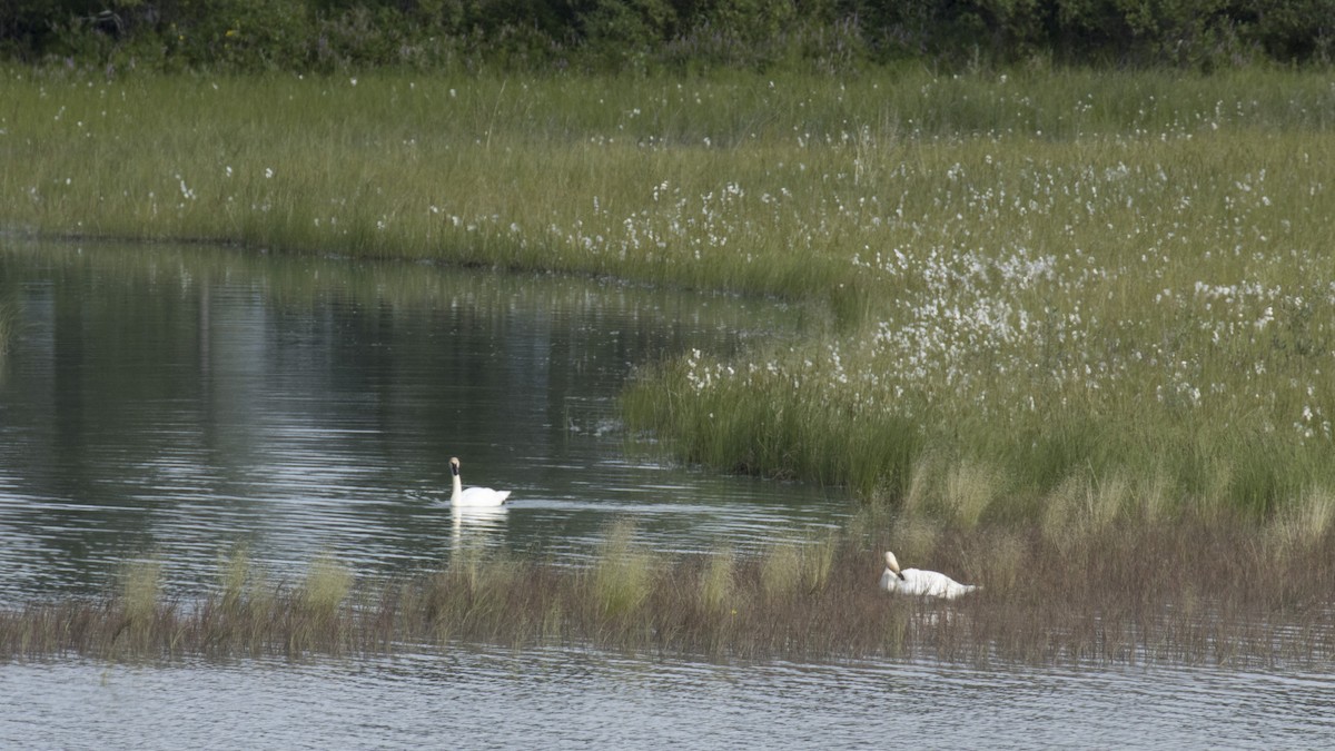 Trumpeter Swan - ML601689131