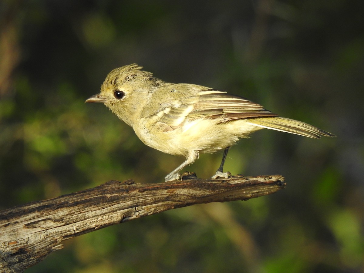 Hutton's Vireo - ML601689171