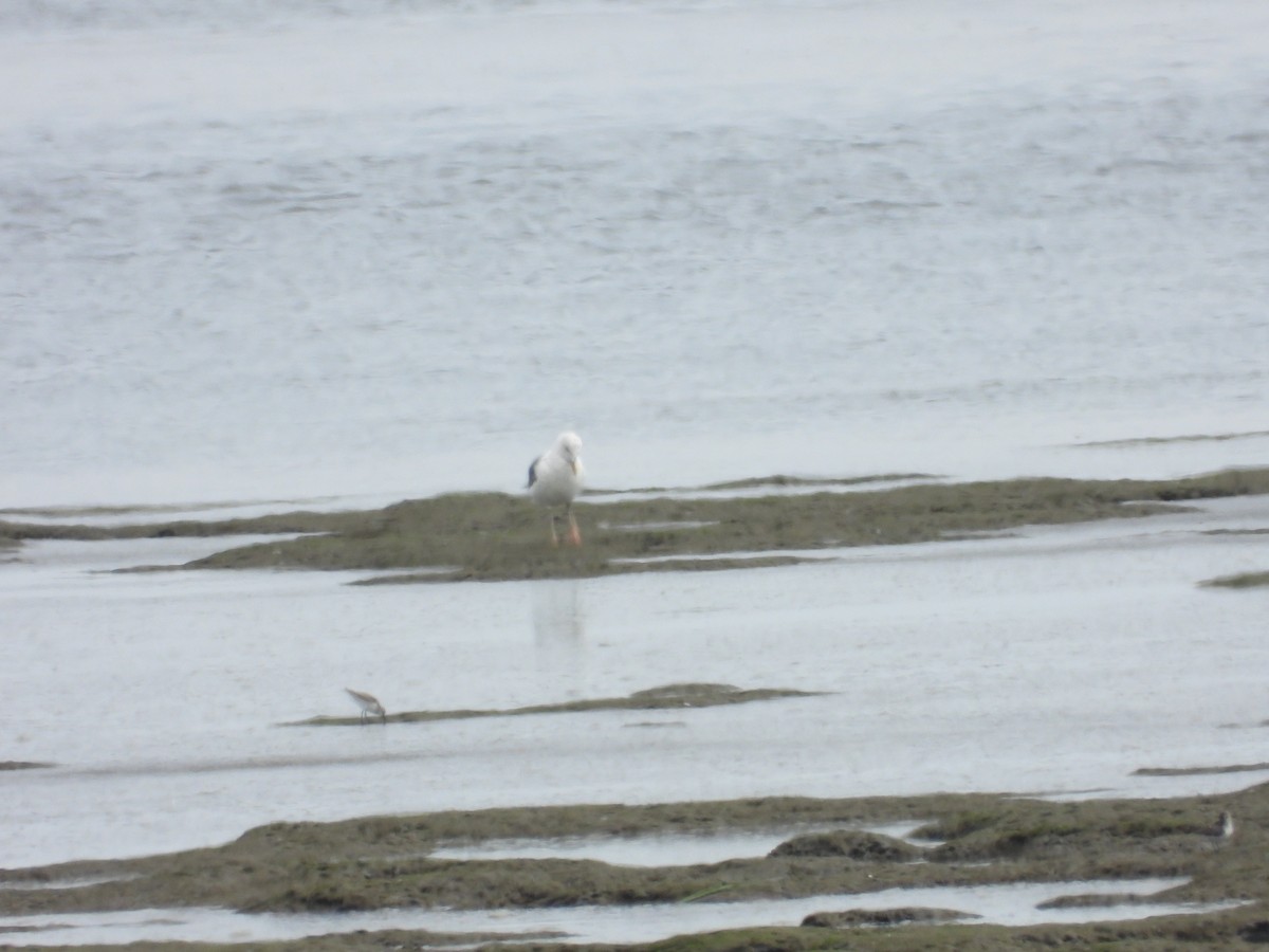 Lesser Black-backed Gull - ML601692131