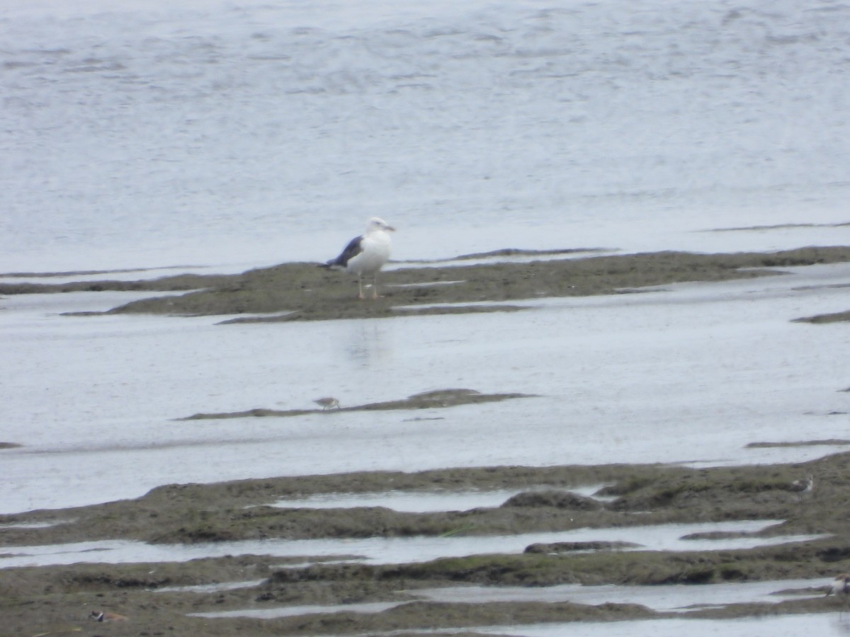 Lesser Black-backed Gull - ML601692161