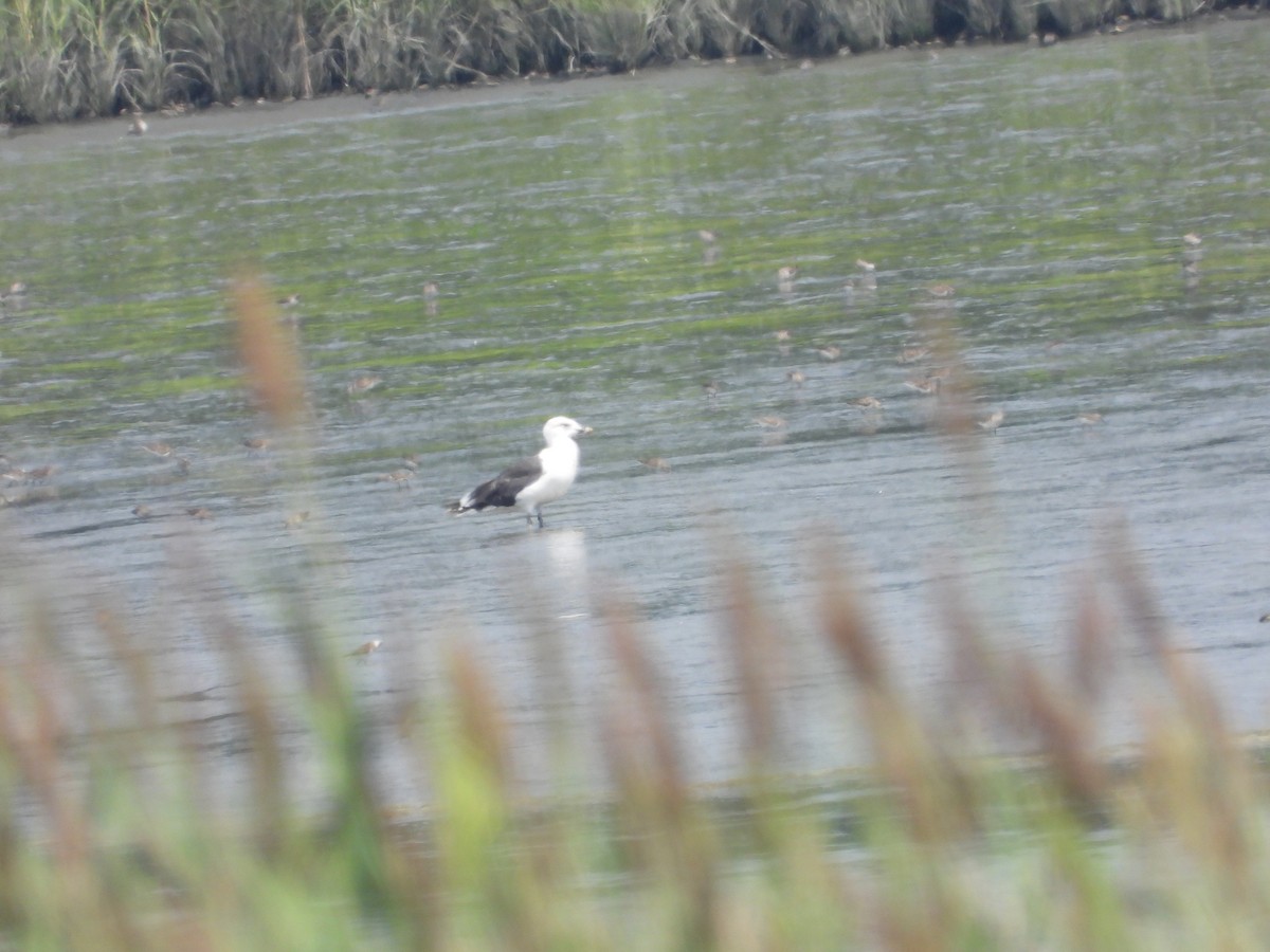 Lesser Black-backed Gull - ML601692471