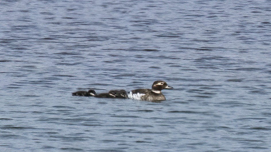 Long-tailed Duck - ML601692571