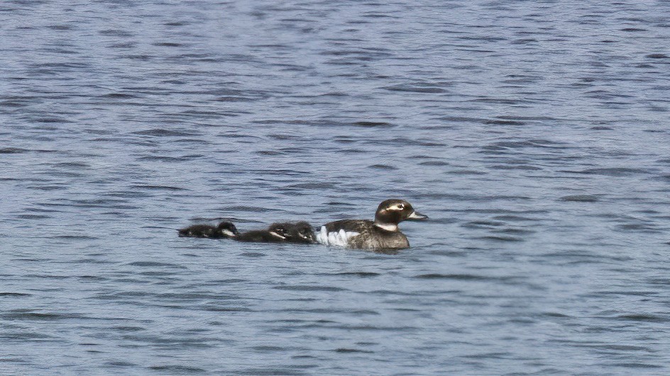 Long-tailed Duck - Lee Harding