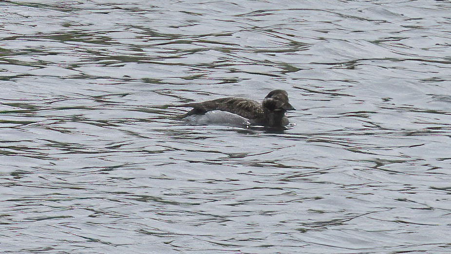 Long-tailed Duck - ML601692581