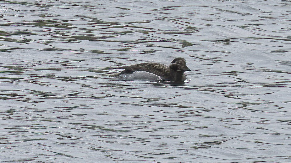 Long-tailed Duck - ML601692581