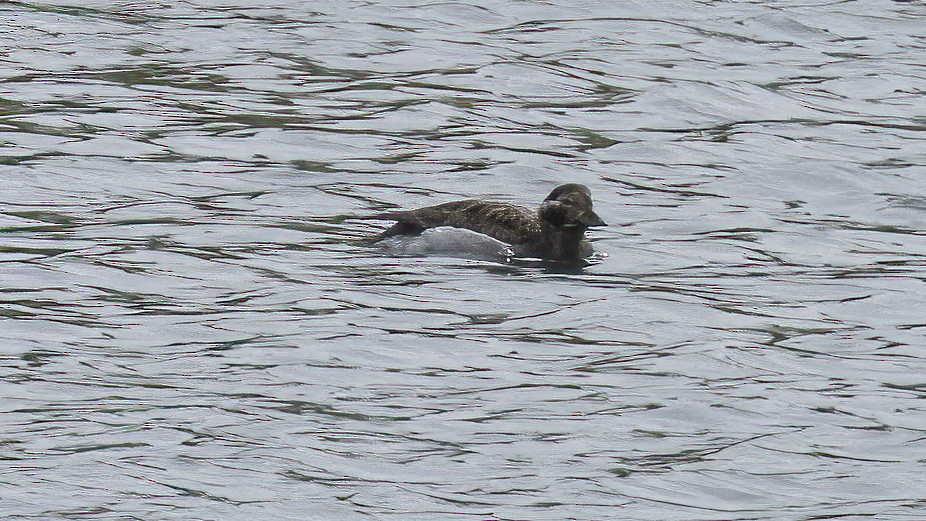 Long-tailed Duck - Lee Harding