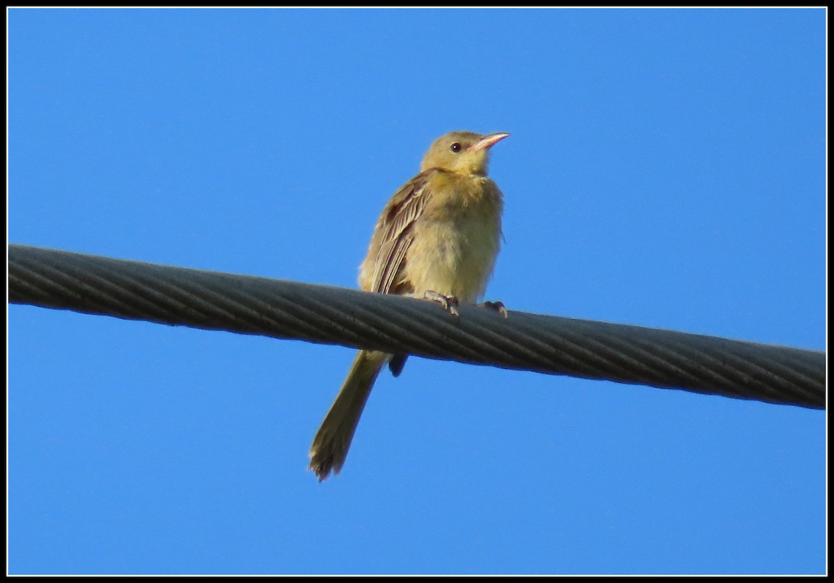 Hooded Oriole - ML601692691