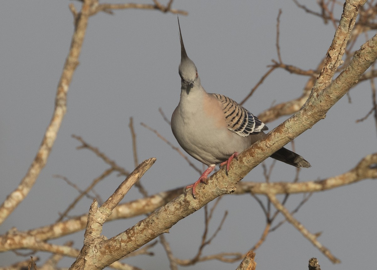 Crested Pigeon - ML601694471