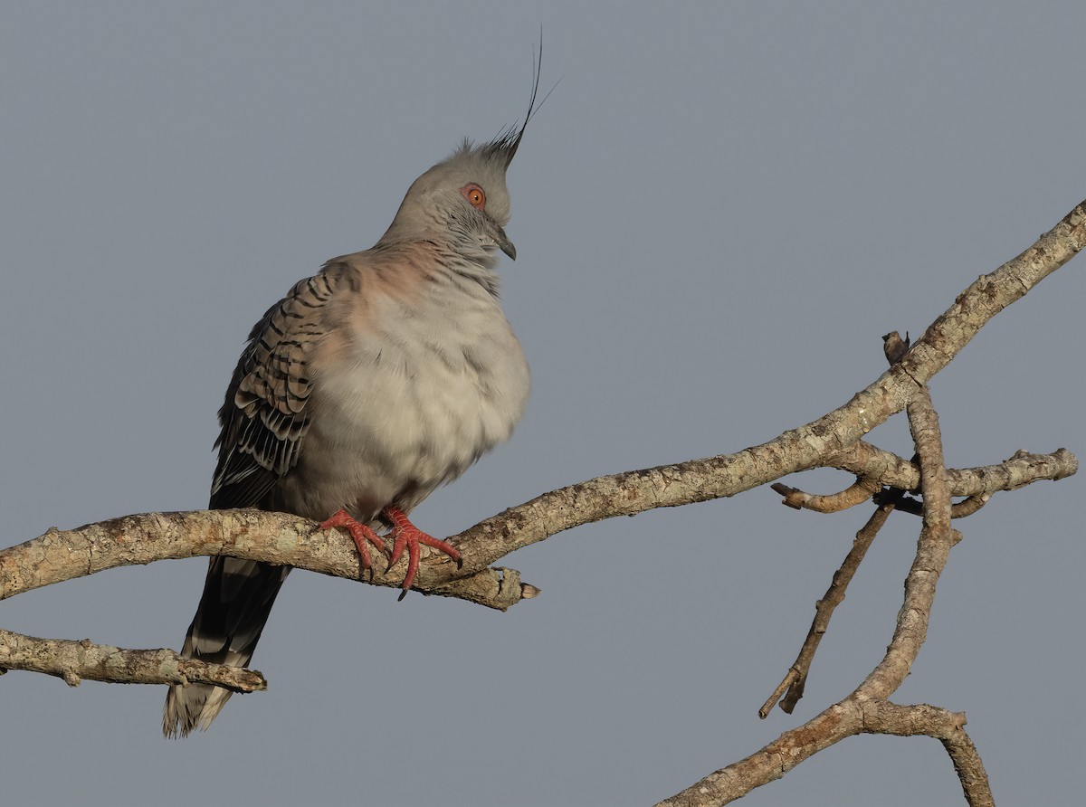 Crested Pigeon - ML601694481