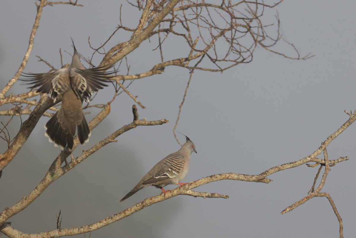 Crested Pigeon - ML601694491