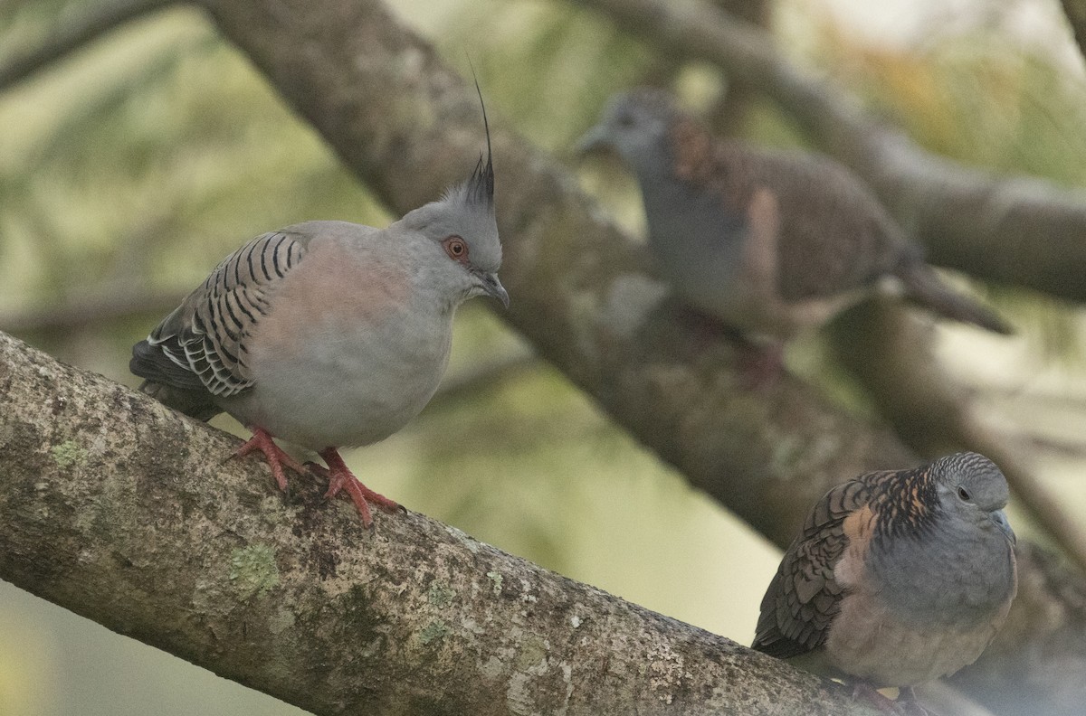 Crested Pigeon - ML601694501