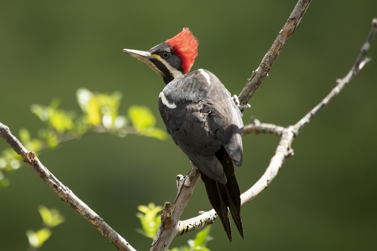 Lineated Woodpecker - ML601694721