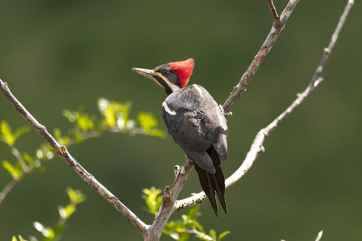 Lineated Woodpecker - ML601694731