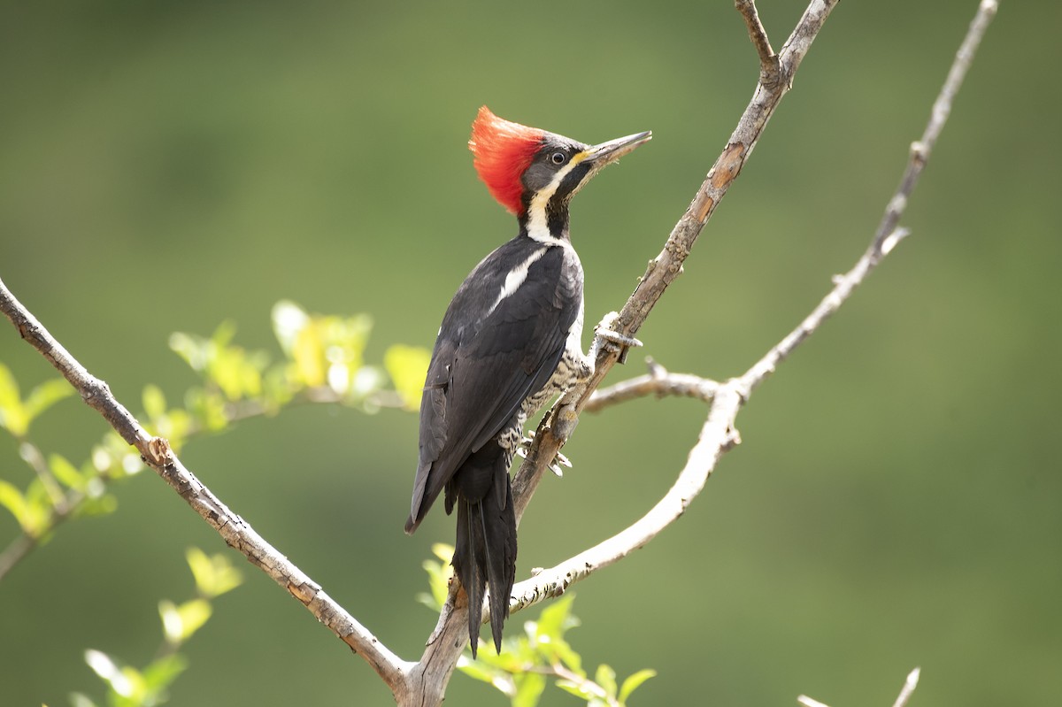 Lineated Woodpecker - Eduardo Vieira 17