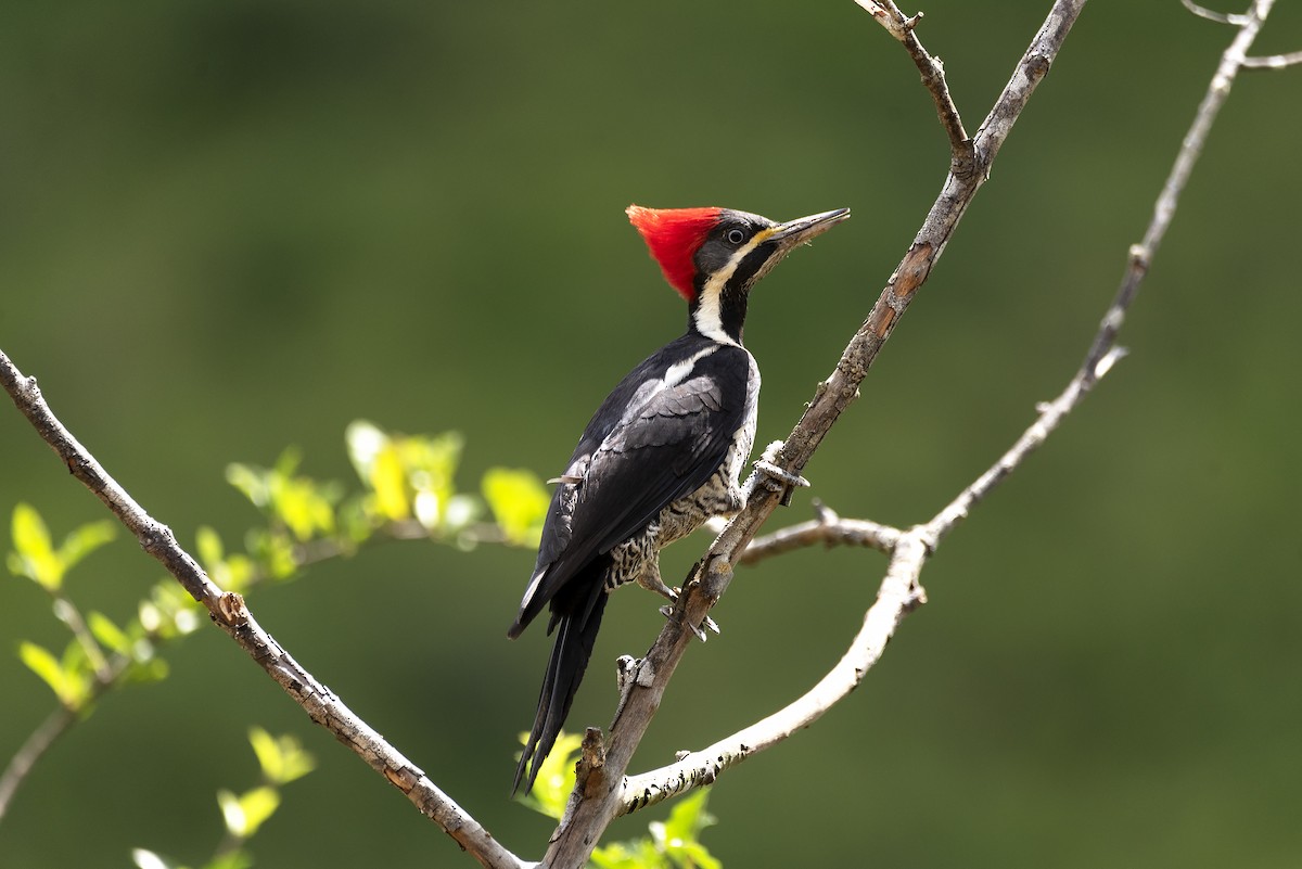 Lineated Woodpecker - Eduardo Vieira 17