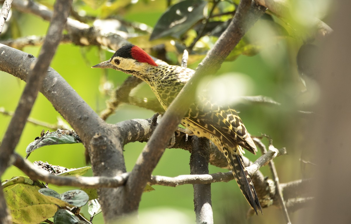 Green-barred Woodpecker - ML601694851