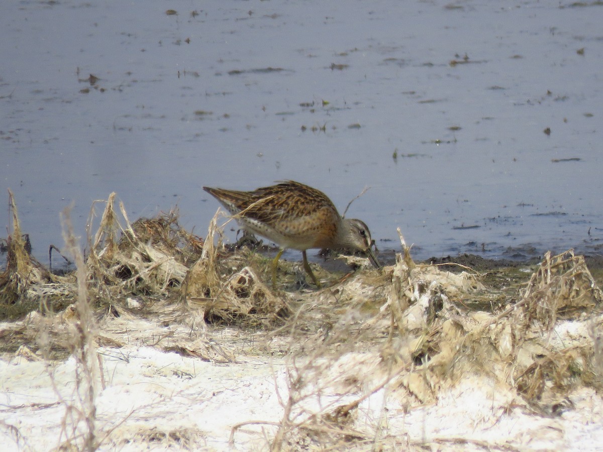 Short-billed Dowitcher - ML601695031