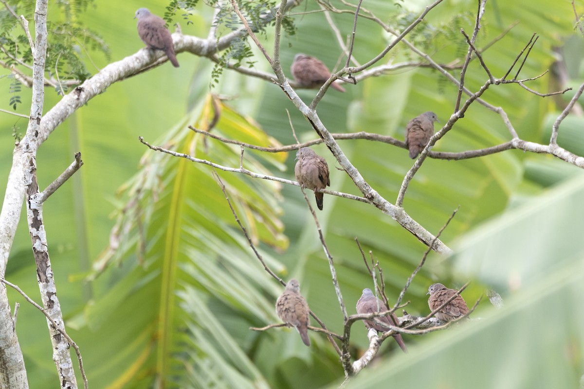 Ruddy Ground Dove - Eduardo Vieira 17