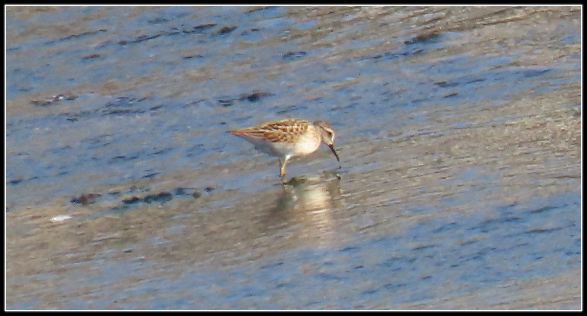 Least Sandpiper - ML601696041