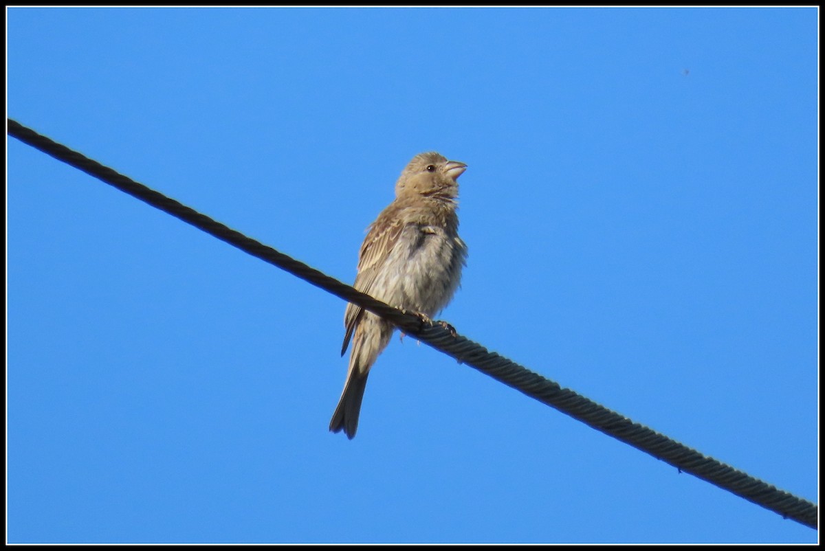 House Finch - ML601696311