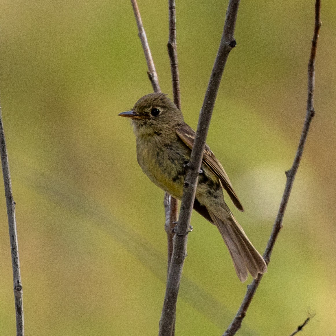 Western Flycatcher (Cordilleran) - ML601696951