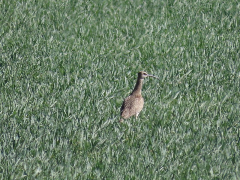 Long-billed Curlew - ML601697301