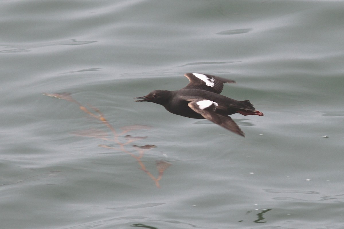 Pigeon Guillemot - ML601697571