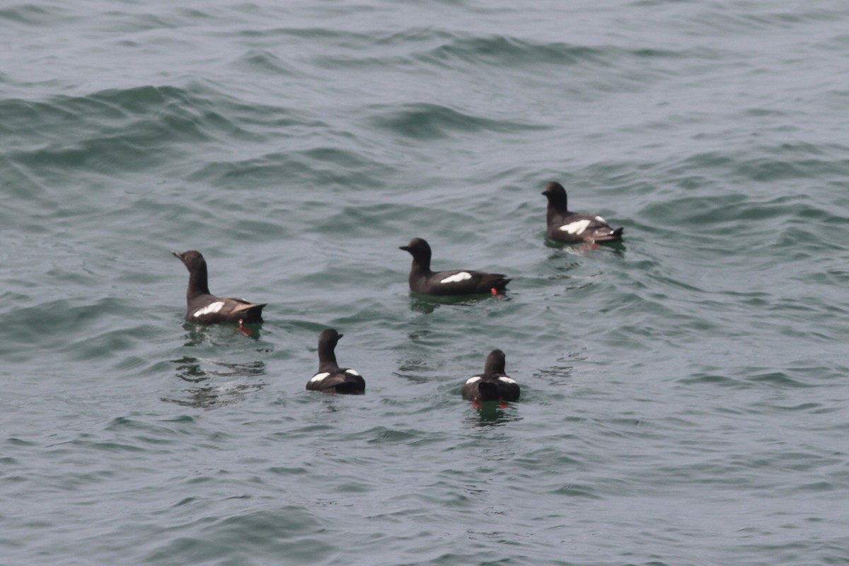 Pigeon Guillemot - ML601697581