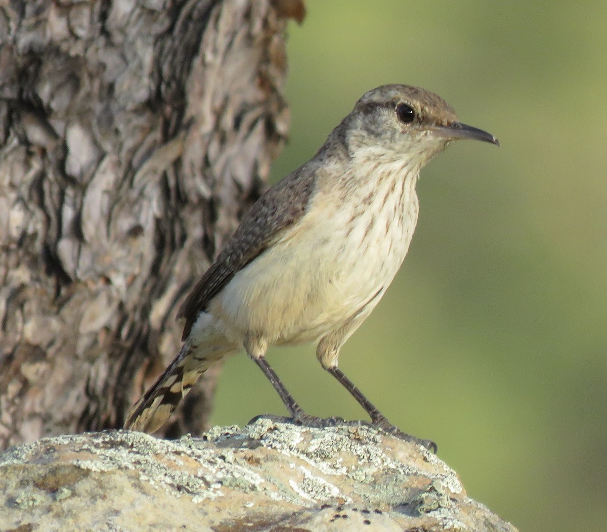 Rock Wren - Jan Thom