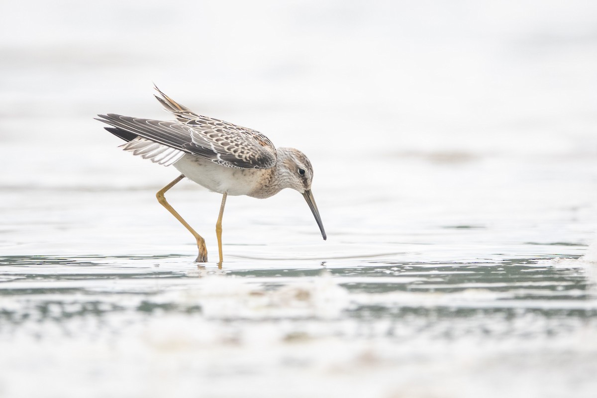 Stilt Sandpiper - ML601698591