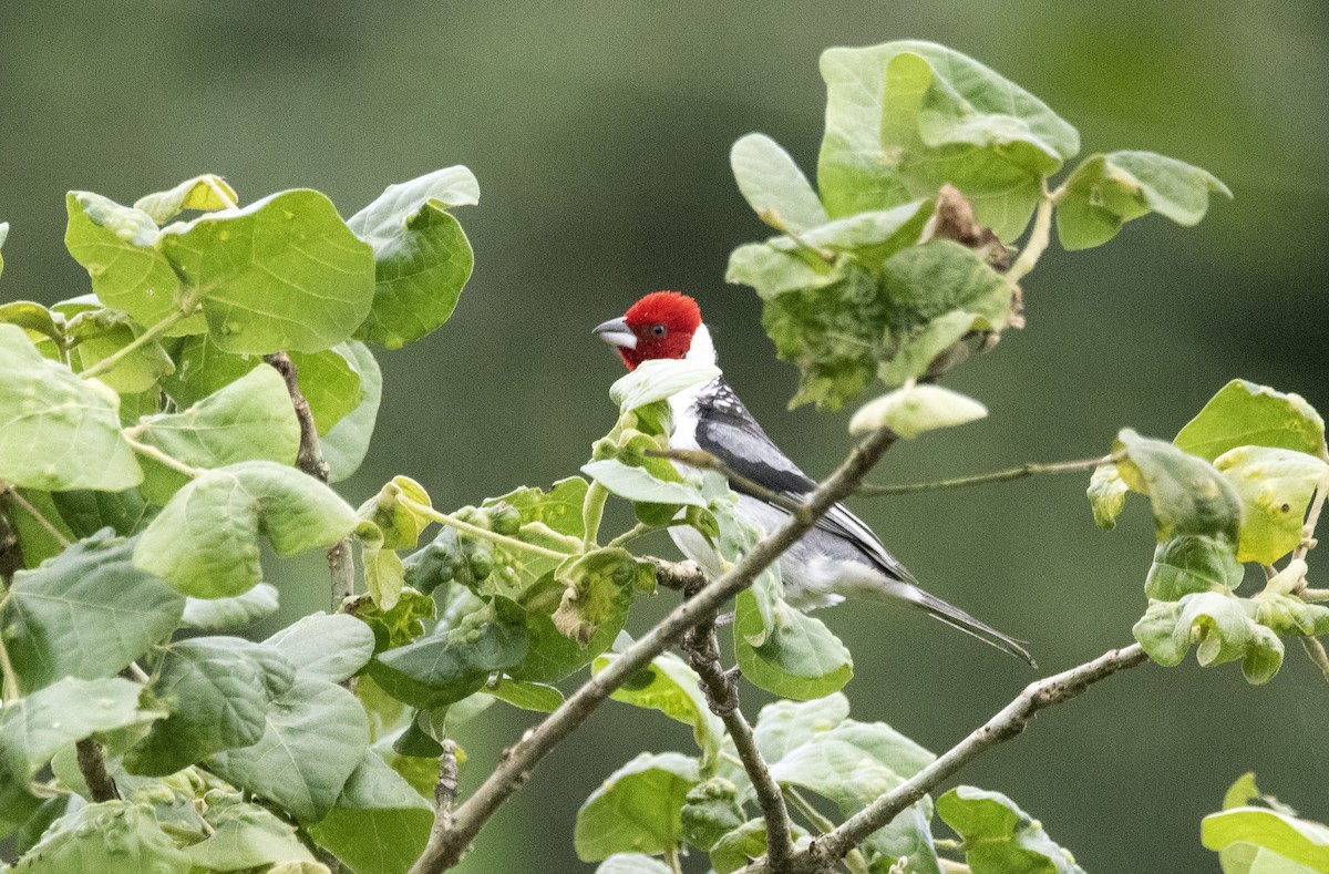Red-cowled Cardinal - ML601698841