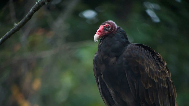 Urubu à tête rouge - ML601699821