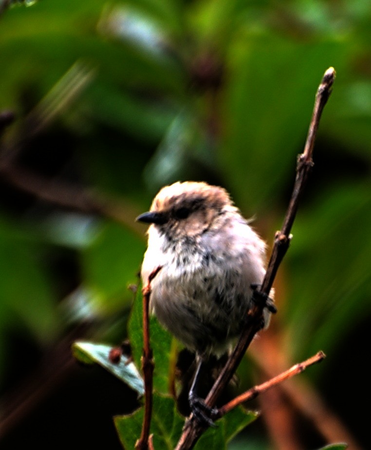 Bushtit (Pacific) - ML601700231