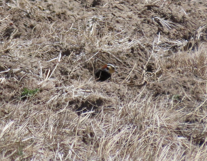 Chestnut-collared Longspur - ML601700491