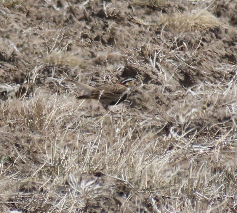 Chestnut-collared Longspur - ML601700521