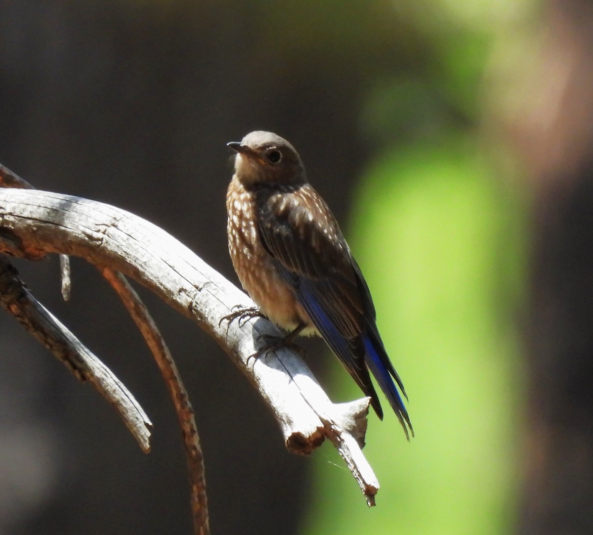 Western Bluebird - ML601701631