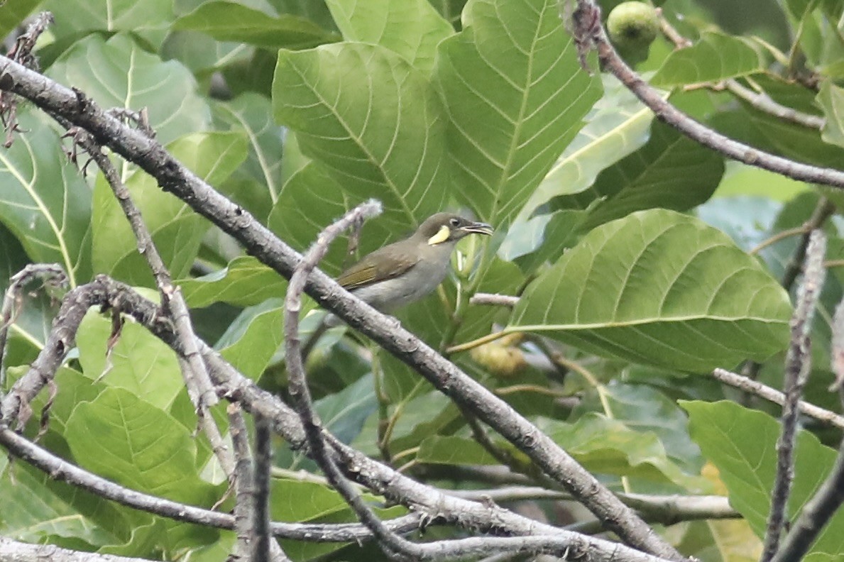 Puff-backed Honeyeater - ML601703751