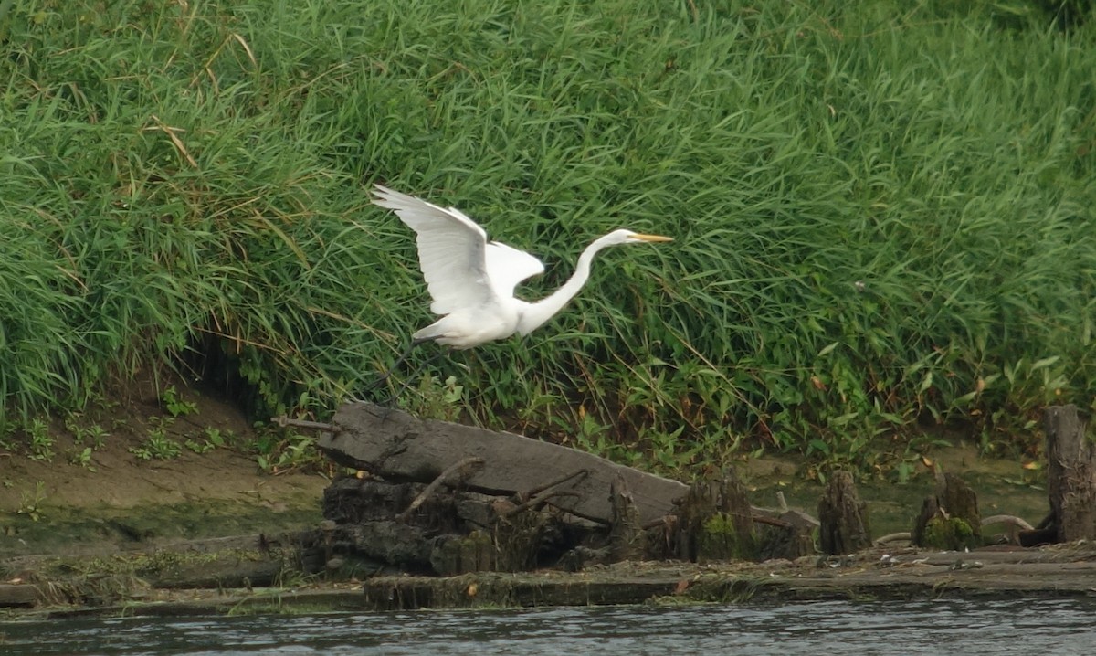 Great Egret - Gregg Dashnau