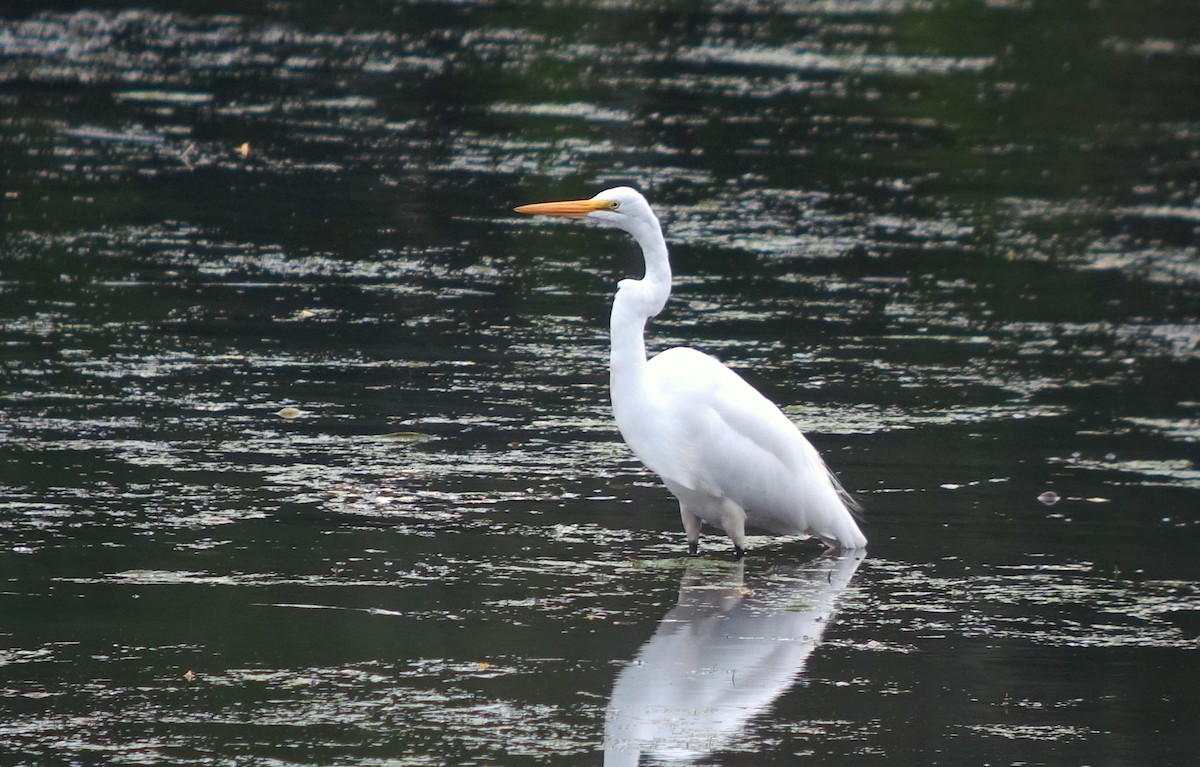 Great Egret - ML601703901