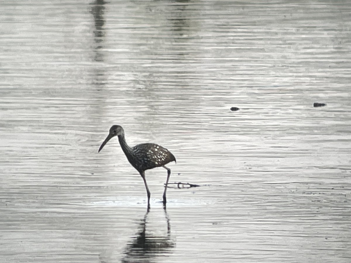 Limpkin - ML601704461