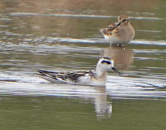 Red-necked Phalarope - Mark McConaughy