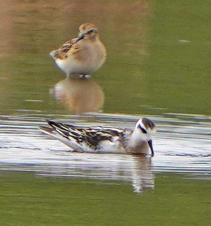 Phalarope à bec étroit - ML601704631