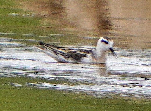 Red-necked Phalarope - ML601704651